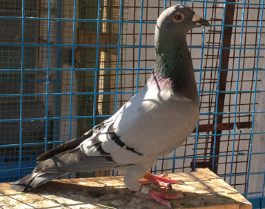 Racing pigeon at Frank Loft