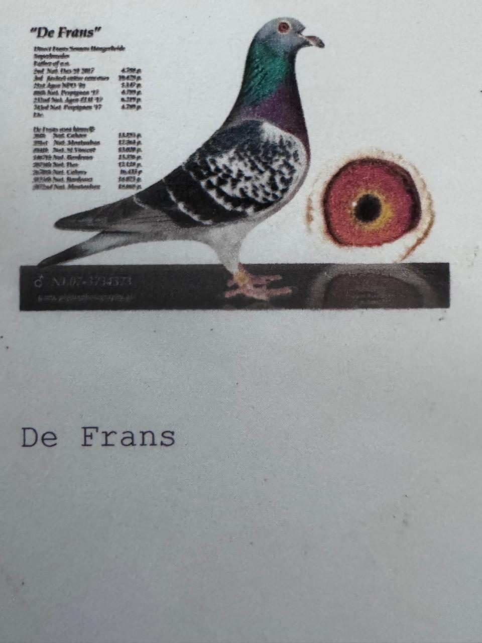 Father NL 07-3734373 Yr 2007 - De Frans - Father of KIM