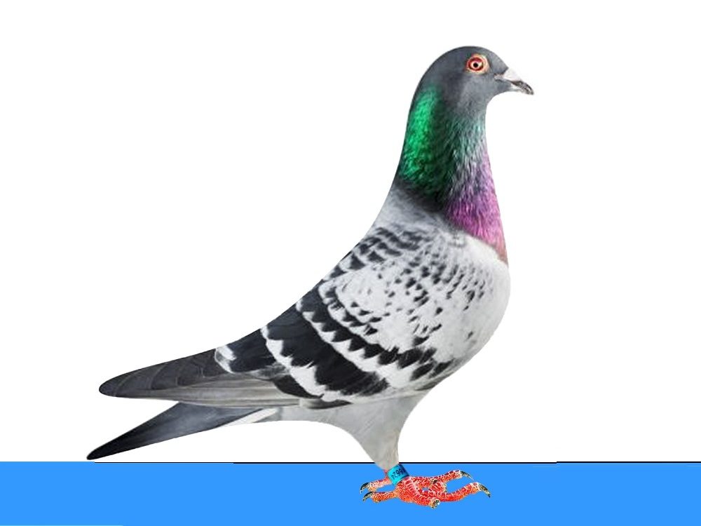 Gr. Son Kleine Dirk
