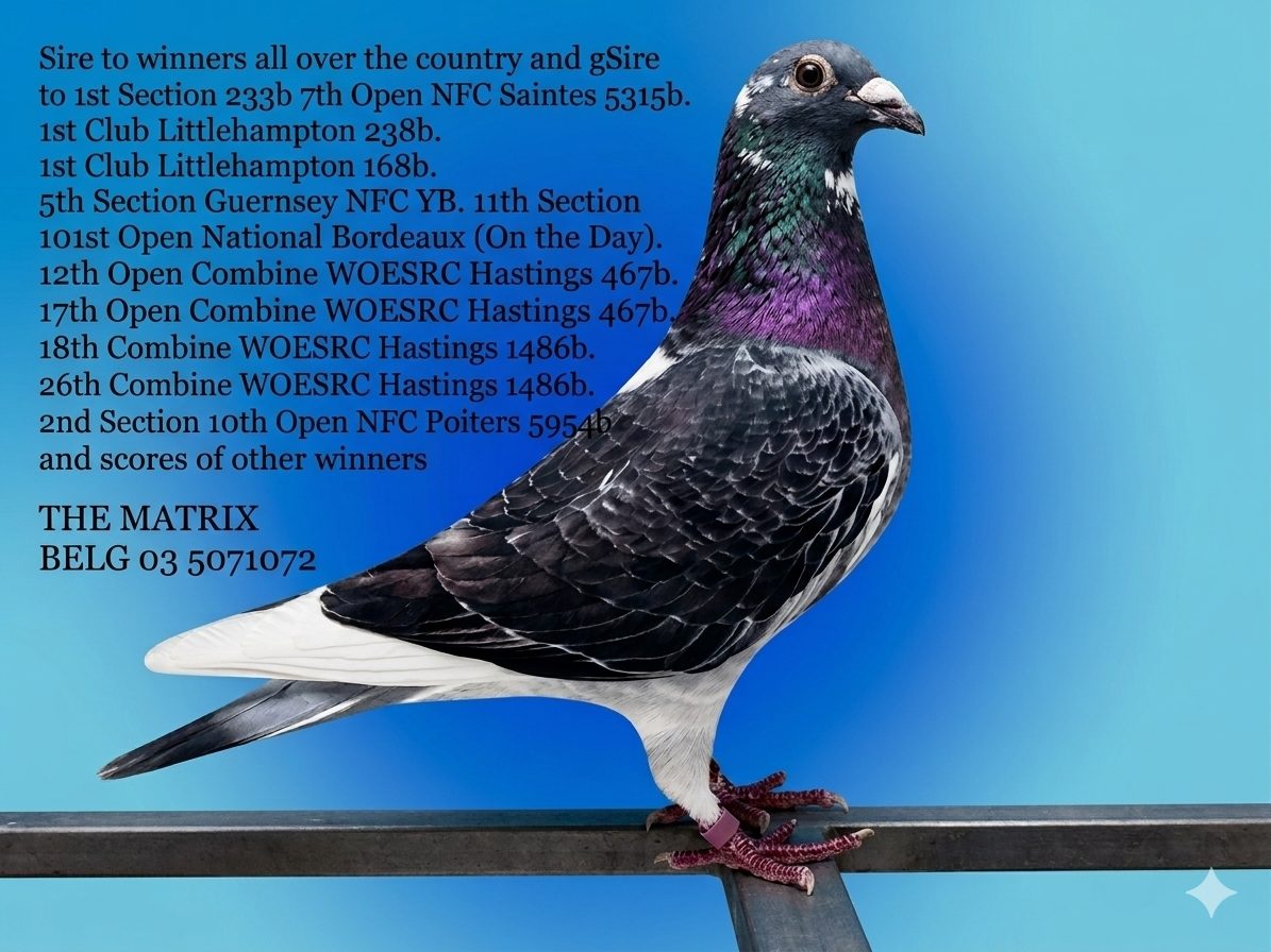 Father BELG 03 5071072 Yr 2003 - 1st Provincial Argenton, 14th Semi National 6299 birds