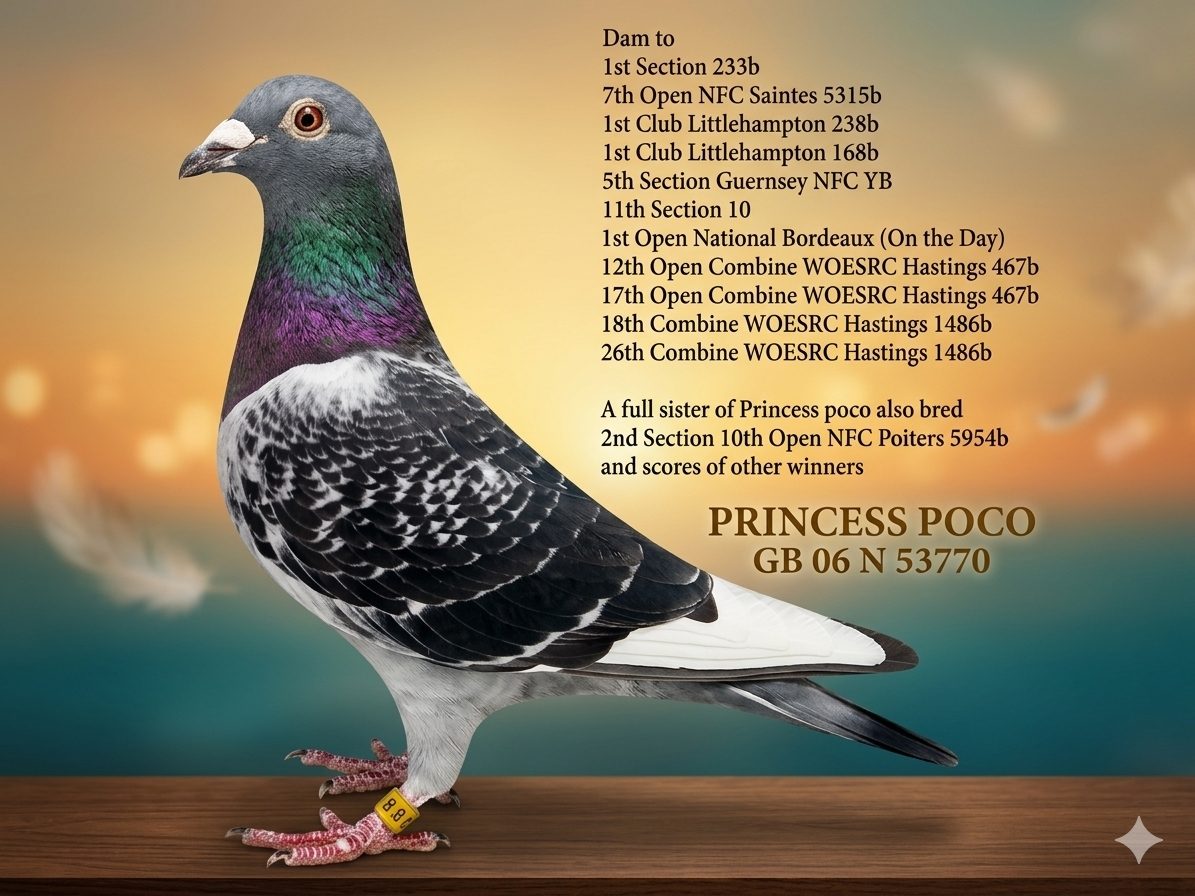 Mother BELG 05 5148941 Yr 2005 - Son of Kleine Molenaar X Poco & Daughter of RED BARCELONA