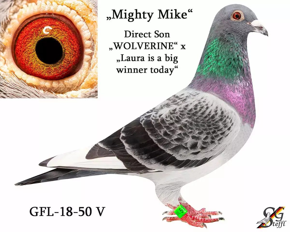 Father GFL-18-50 Yr 2018 - Mighty Mike