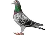 Racing pigeon at Frank Loft