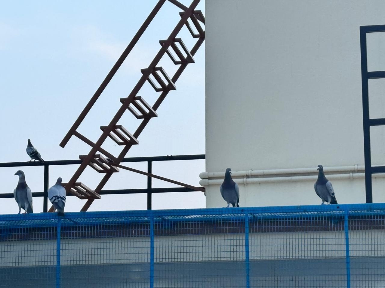 Tips for Prepping Your Pigeons for Race Day